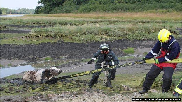 Young cow rescued by firefighters