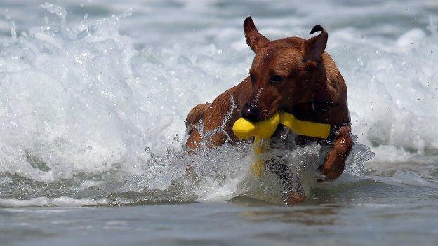 Dog at beach