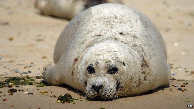 Harbour seal