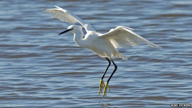 A little egret at Besthorpe Nature Reserve