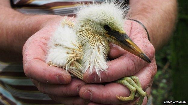 Little egret chick