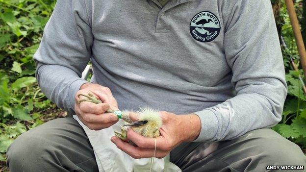 Adrian Blackburn with a chick