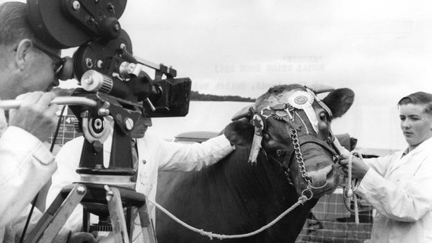 The prize bull from the 1963 show