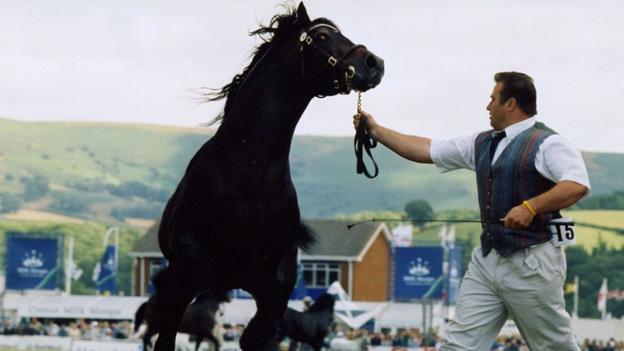 Horse being shown at the Royal Welsh Agricultural Show 1995