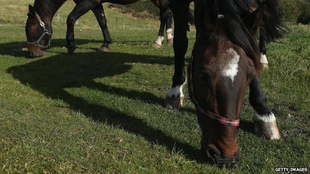 Horses