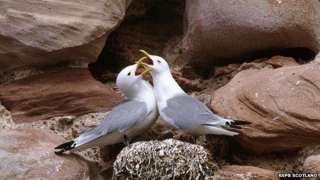 Kittiwakes in Orkney