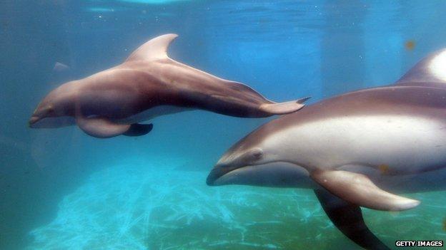 dolphins