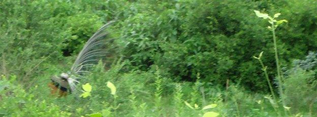 Wild peacock displaying its tail fan in dense vegetation