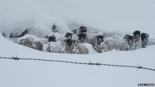 Sheep in snow on the Isle of Man