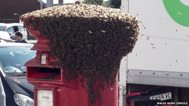 Bees on a postbox