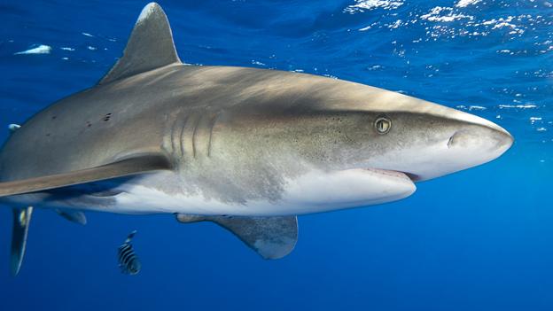 whitetip shark