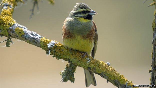 Cirl bunting (photo by Romano da Costa