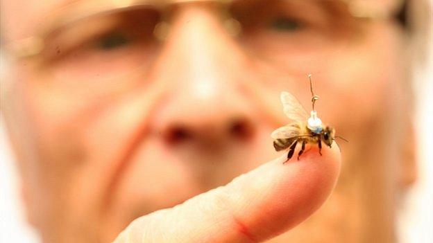 A honeybee with an antennae glued to it