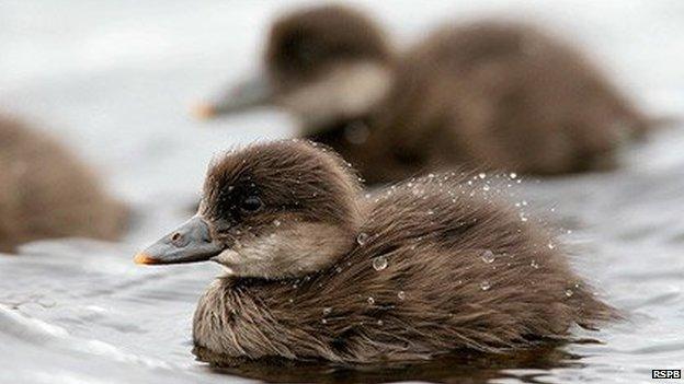 Common scoter duckling. Pic: RSPB