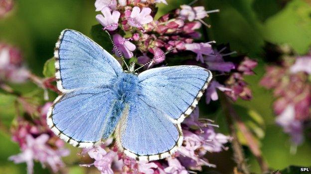 Blue butterfly