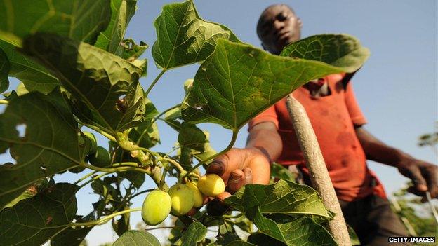 jatropha plant