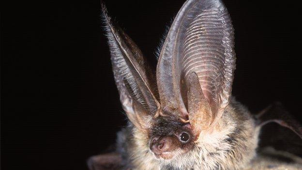 Grey long-eared bat (c) Bat Conservation Trust