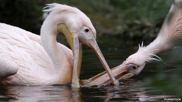 Two competing white pelicans