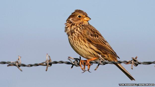 Corn bunting