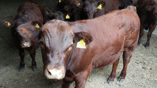 Red poll calf, Suffolk Food Hall