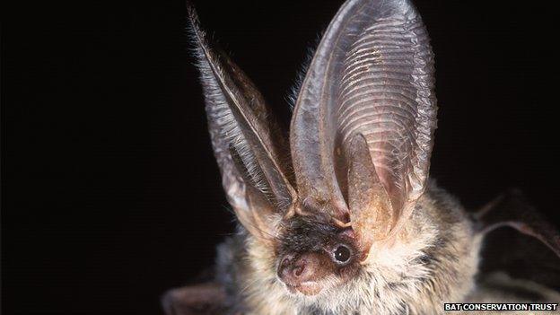 Grey long-eared bat (c) Bat Conservation Trust