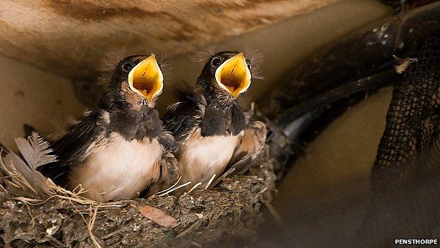 Swallow chicks in Pensthorpe Land Rover