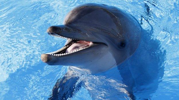 dolphin