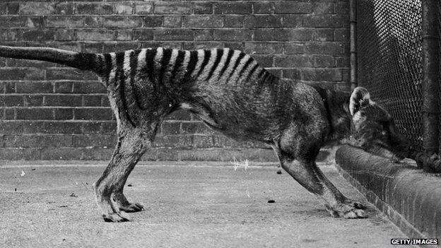 Thylacine