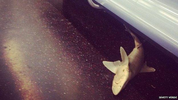 Shark on New York subway