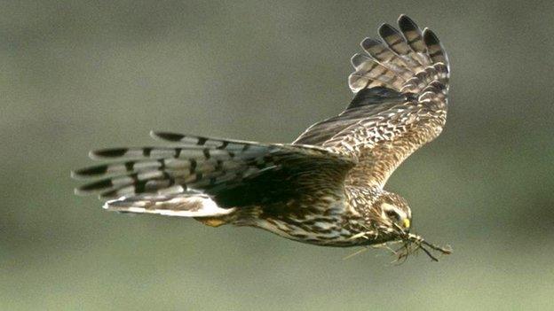 Hen harrier in flight