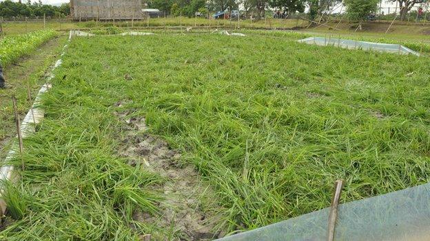 rice field