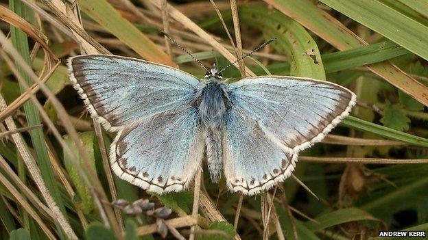 Chalkhill blue butterfly