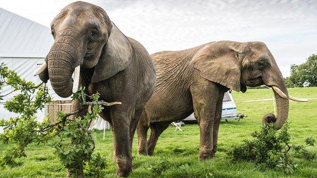 The elephants Citta and Sandra in Tregaron