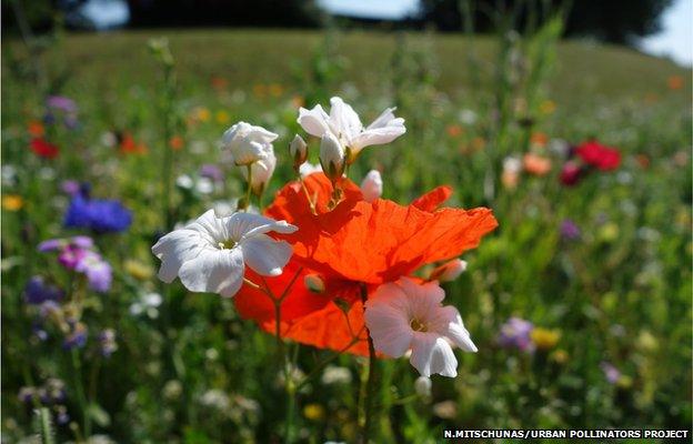 Urban wildflower meadow (Image courtesy of Nadine Mitschunas/University of Reading/Urban Pollinators Project)