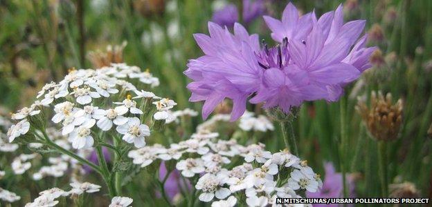 Urban wildflower meadow (Image courtesy of Nadine Mitschunas/University of Reading/Urban Pollinators Project)