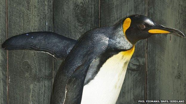 Missy the world's oldest penguin