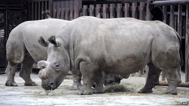 Northern white rhino