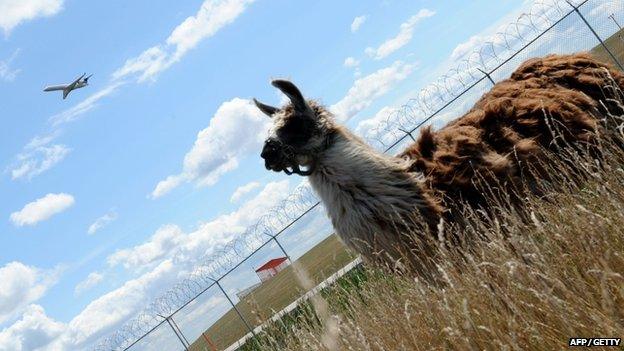 Llama