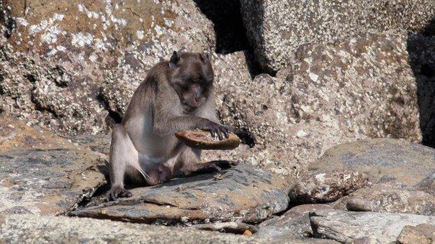 monkey with stone