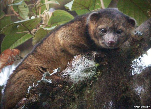 Olinguito