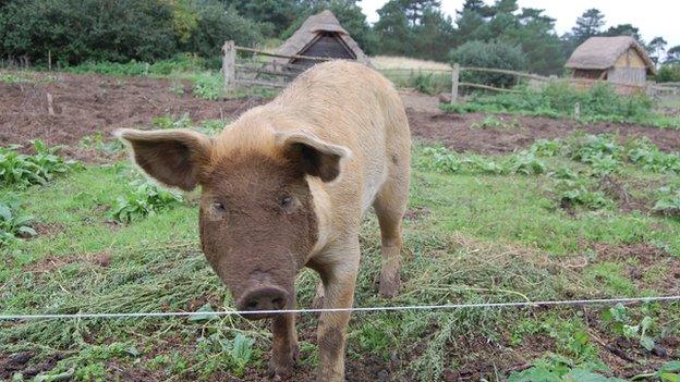 Pig at West Stow Anglo-Saxon Village