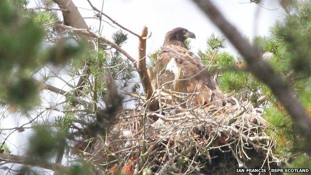 White-tailed eagle chick