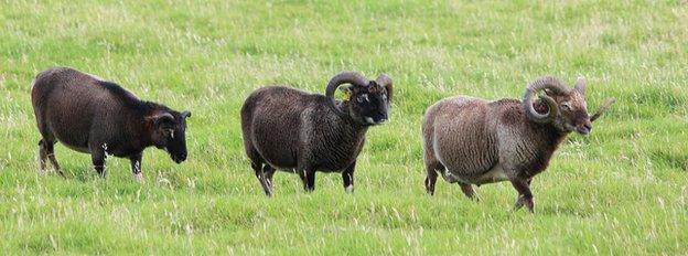 Soay sheep