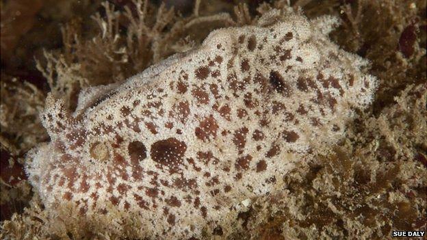 Sea slug Atagema gibba spotted by Sue Daly