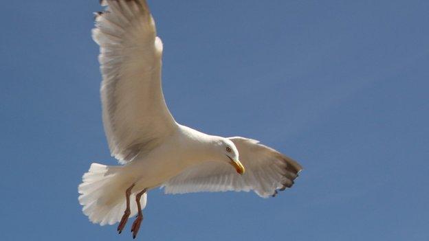 Seagull in flight