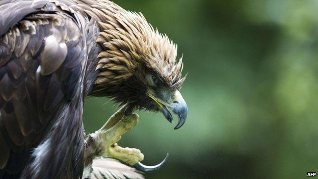 Golden eagle