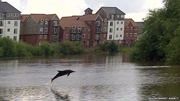 Dolphin on River Dee