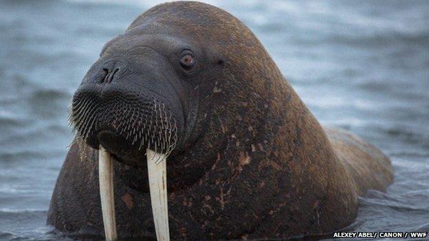 A Laptev walrus