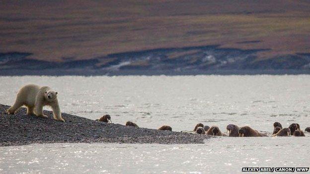 A polar bear at Cape Tsvetkov with walruses, 21 Aug 13