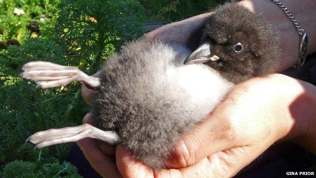 Puffling